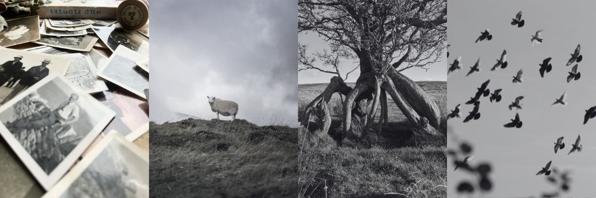 Collage of black and white photographs including a sheep, a tree, and birds.
